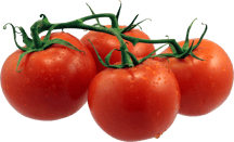 Tomatoe-Tomato.png